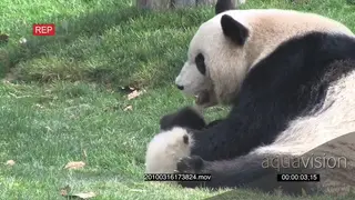 Giant Panda bear mother playing with the cub MS GENERAL BEHAVIOUR