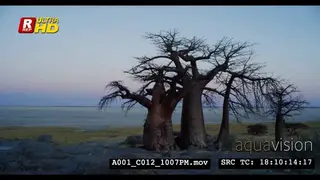 A Wide shot a Babobab tree growing out of rocks, late afternoon.