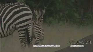 Zebra with young general behaviour GREEN LS