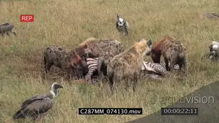 White-backed vultures Lappet-faced vulture looking on scavenging as Spotted hyena clan.