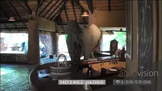 African elephant investigating reception desk Mfuwe lodge HANDHELD
