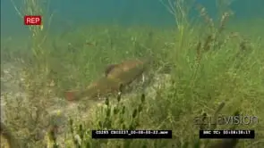 Salmon in ocean estuary