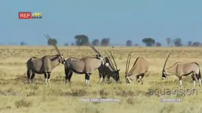 Gemsbok herd grazing in the savanna two gemsbok get aggressive towards each other