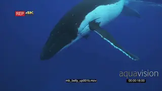Humpback whale at surface CU UW SOCIAL BEHAVIOUR