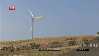 Wind farm with cows and a windmill GOOD LIGHT