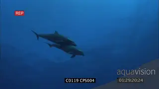 A pair of bottlenose dolphins swimming around UW