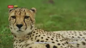 Close up shot of cheetah lying on the grass