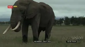 African elephant big bull Grazing in grasslands on low angle view GENERAL BEHAVIOUR