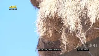 CUTAWAY Sociable Weaver nest SLOWMO
