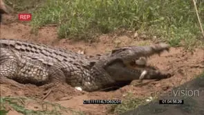 Nile Crocodile picking up egg shells on nest and feeding on them
