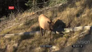 Elk Deer young standing and looking at the camera WS