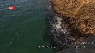 AERIAL Great white shark hunting patrolling along coastline GOOD LIGHT