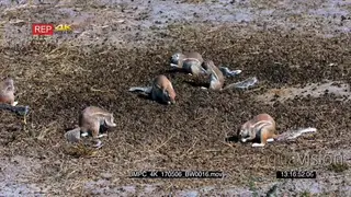 A group of cape ground squirrels eating bucks dropping off the ground