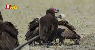 Three Lappet-faced Vultures standing, looking around and preening.