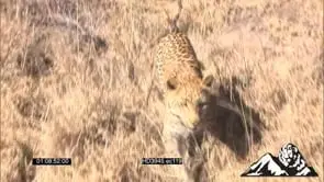 Leopard and Dog walking and sniffing around the tree in the bushveld GOOD LIGHT