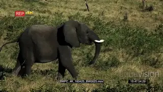 African Elephant walking on thick grass GENERAL BEHAVIOR