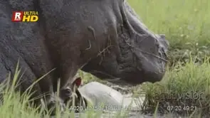 Adult female Hippo with young under her neck, submerged then wading