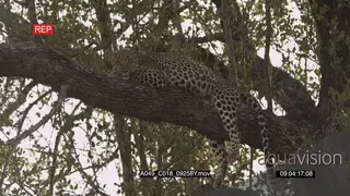 Leopard resting on tree LS MLS