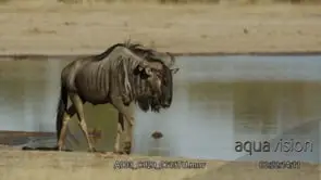 Adult Blue Wildebeest walking past a Hippo submerged in a lake