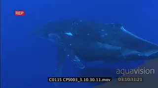 A family of humpback swimming UW