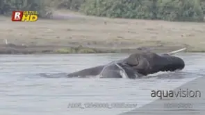 Two adult African Elephant bulls in the Chobe River dominance display.