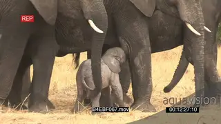 African elephant baby suckle from mother surrounded by rest of herd