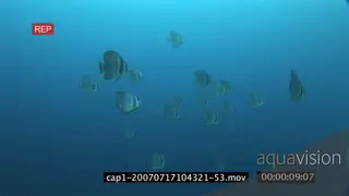 School of Longfin Batfish swimming underwater in ocean WS HAND