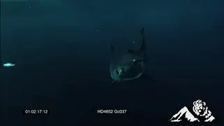 Mako shark swimming around UW