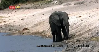 Elephant calf on the water edge Splashes water on its body MWS