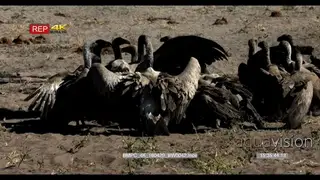 A Flock of White-backed Vultures feeding on Kudu Kill. Medium wide shot.