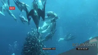Swimming down Cape Gannets feeding on Sardine bait ball.