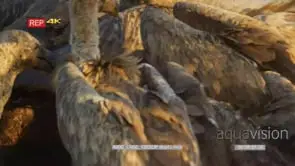 White-backed vulture flock eating from kill