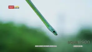 Natal green snake slithering down aloe GREEN