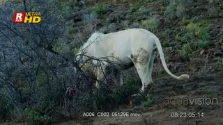 Male White Lion side view, standing, looking around and feeding on a hunted carcass.