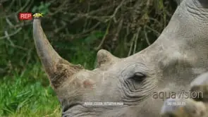 White rhino lying down CU of head and horn