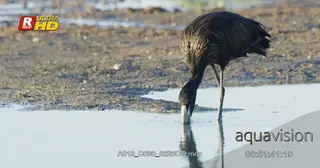 Openbilled stork standing in water, foraging and using its beak to locate the aquatic.