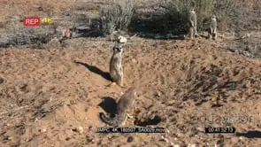Meerkat grooming while cape ground squirrel jumps behind it