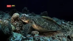 A Green Sea Turtle with two Remoras on its back.