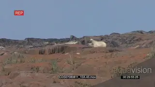 Polar bear alerted walking away amongst boulders constantly looking back