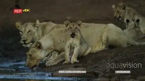 Lion pride drinking at dusk lionesses drinking, cub sitting, adult looks towards camera