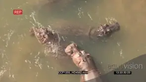 A Pod of Hippos resting and playing in the water HA WS