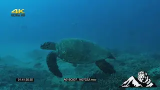 Loggerhead Turtle swimming around UW