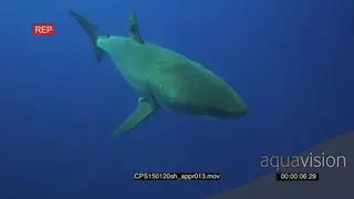 Large Great White Shark approaching, swim past in deep blue ocean UW MS PAN