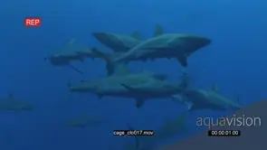 School of Grey Reef Sharks swimming around bait and bumping it underwater in ocean WS HAND