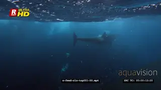 Orca Killer Whales feeding on herring schools in noway UW