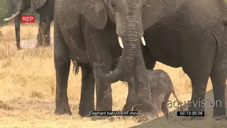Newly born elephant trying to walk and the rest of the herd protecting the calf and.