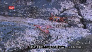 Red rocks crabs on beach rocks, galapagos penguin, swims away