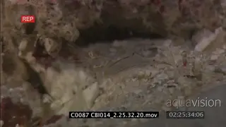 Shrimp walks on seabed, close to Lachner's Tonguesole camouflaged in sand