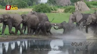 Memory of young and adult African Elephants crossing the river while running to splash.