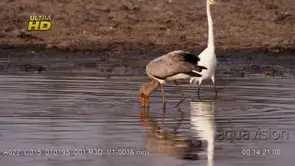 Yellowbilled Stork walking, searching and foraging in water and feeding on aquatic food.
